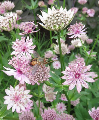 ASTRANTIA 'Roma'