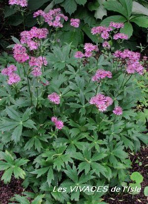 ASTRANTIA MAJOR Ruby Wedding