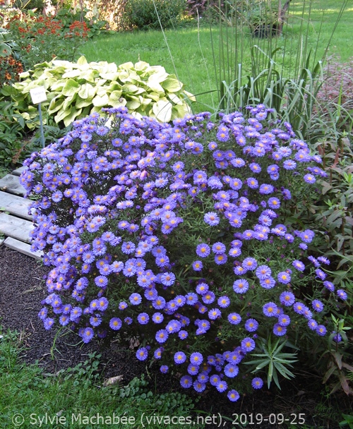 ASTER DUMOSUS `Sapphire'