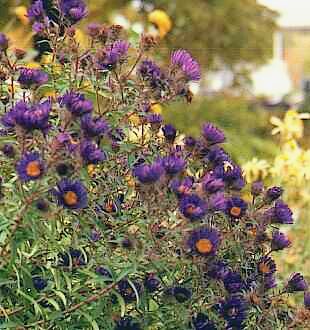 ASTER NOVAE-ANGLIAE  violet