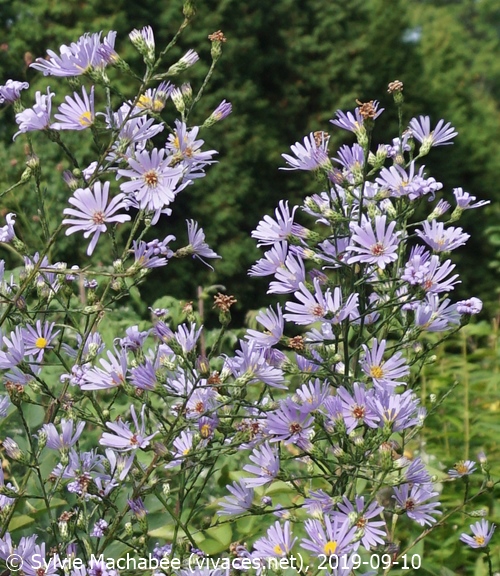 SYMPHYOTRICHUM OOLENTANGIENSIS, Aster azureus