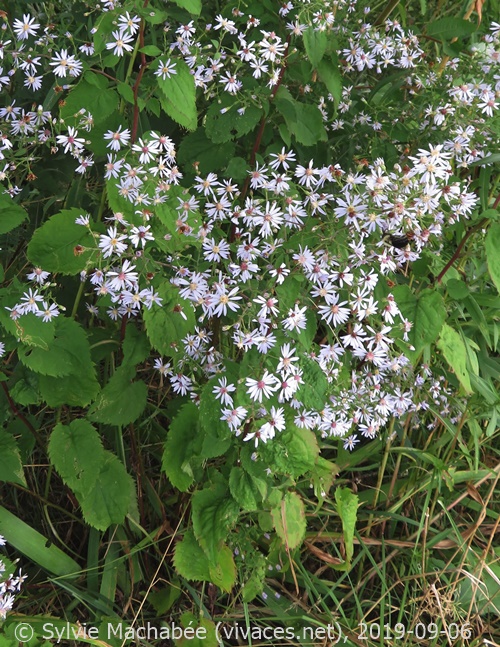 SYMPHYOTRICHUM CORDIFOLIUM