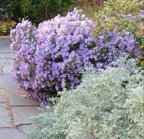 ASTER OBLONGIFOLIUS 'Raydon's Favorite'