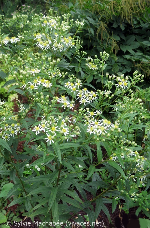 DOELLINGERIA UMBELLATA