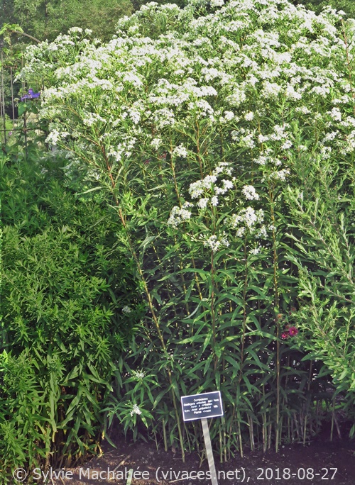 DOELLINGERIA UMBELLATA
