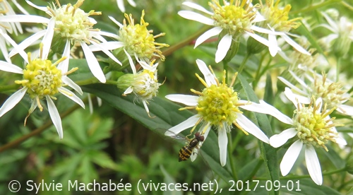 DOELLINGERIA UMBELLATA