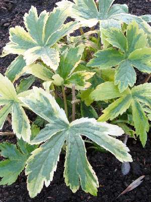 ASTRANTIA MAJOR Sunningdale Variegated