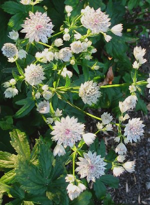 ASTRANTIA MAJOR Sunningdale Variegated
