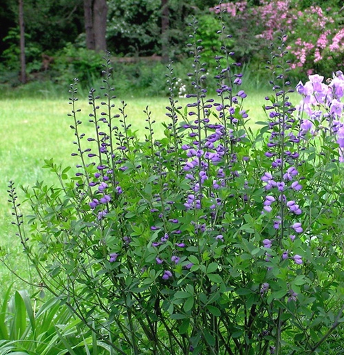 BAPTISIA AUSTREALIS