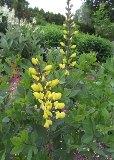 BAPTISIA Lemon Meringue