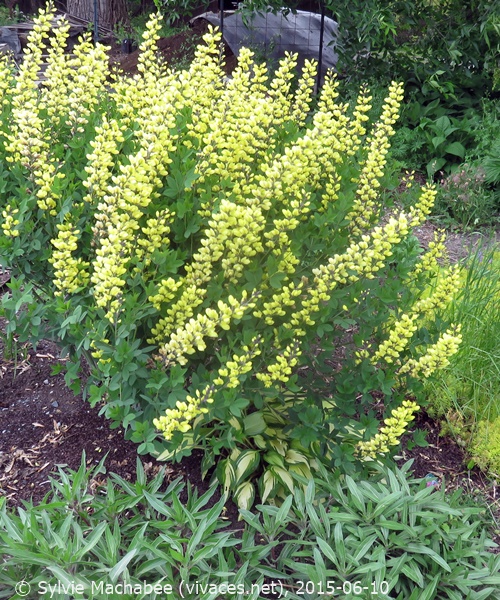 BAPTISIA Lemon Meringue