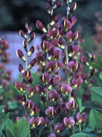 BAPTISIA Twilite Prairieblues