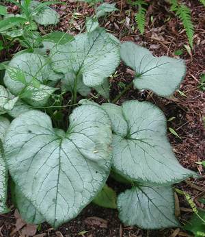BRUNNERA MACROPHYLLA Looking Glass