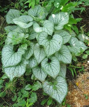 BRUNNERA MACROPHYLLA Jack Frost