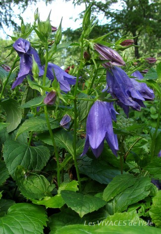 CAMPANULA Kent Belle