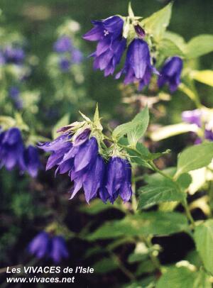 CAMPANULA Kent Belle