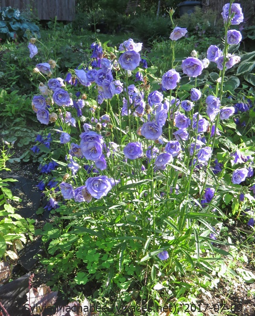 CAMPANULA PERSICIFOLIA 'La Belle'