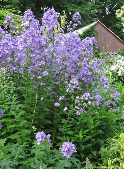 CAMPANULA LACTIFLORA