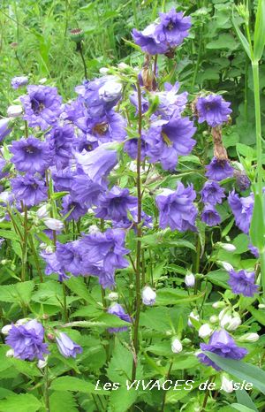 CAMPANULA TRACHELIUM Bernice