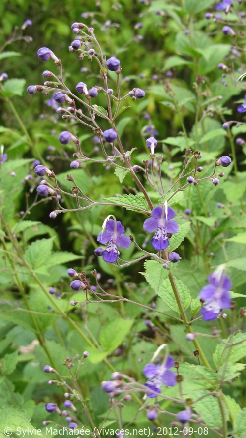 CARYOPTERIS DIVARICATA
