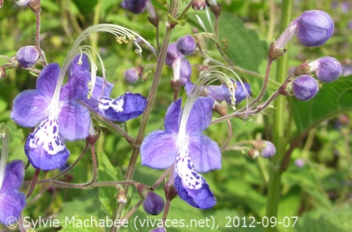 CARYOPTERIS DIVARICATA