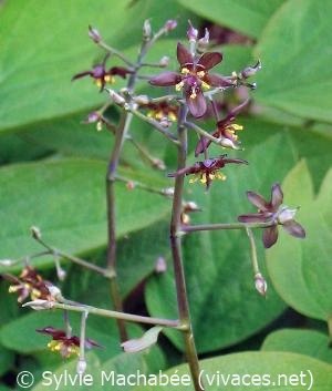 CAULOPHYLLUM THALICTROIDES