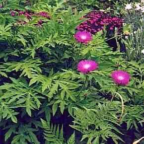 CENTAUREA HYPOLEUCA  `John Coutts'