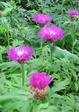 CENTAUREA HYPOLEUCA  `John Coutts'