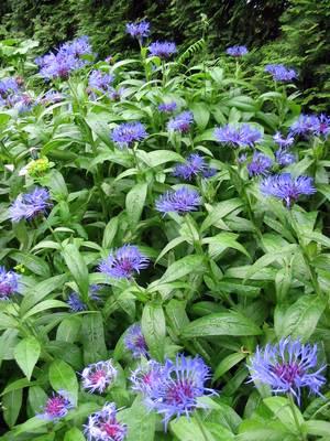 CENTAUREA MONTANA
