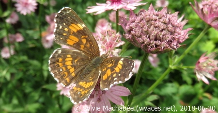 Chlosyne nycteis