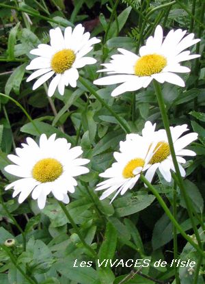 CHRYSANTHEMUM X SUPERBUM Becky
