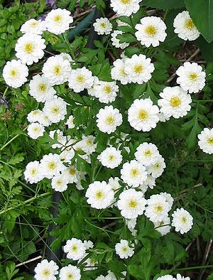 CHRYS. PARTHENIUM Ultra Double White
