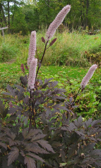CIMICIFUGA Pink Spike