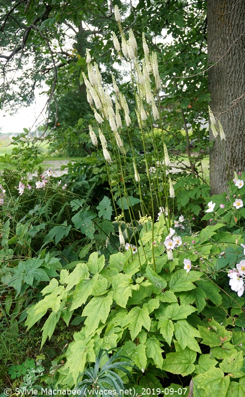 CIMICIFUGA RUBIFOLIA