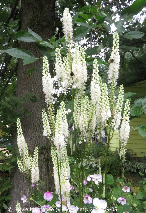 CIMICIFUGA RUBIFOLIA