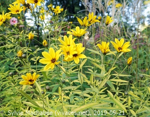 COREOPSIS TRIPTERIS 'Chartreuse'