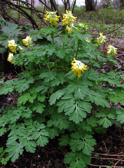 CORYDALIS NOBILIS