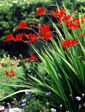 CROCOSMIA `Lucifer'