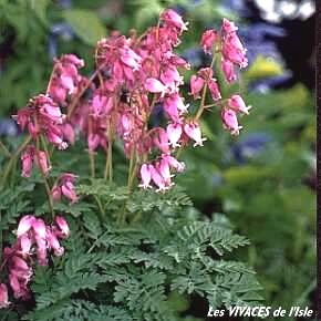 DICENTRA Luxuriant