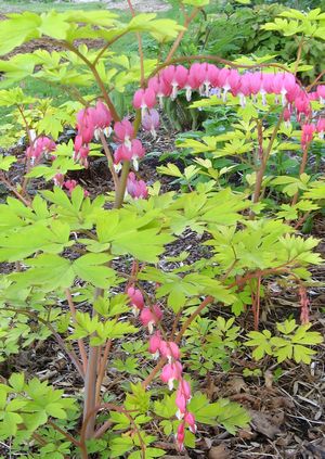 DICENTRA SPECTABILIS Gold Heart