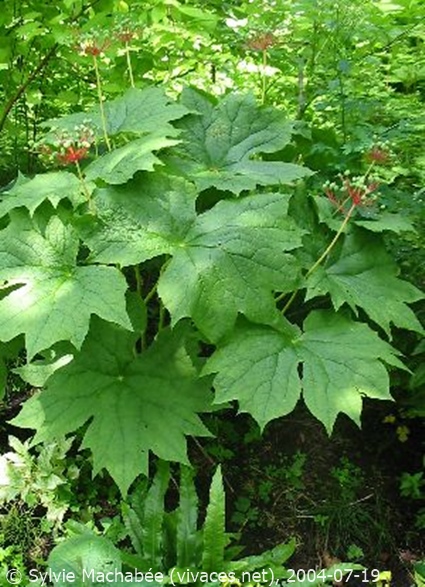 DIPHYLLEIA CYMOSA