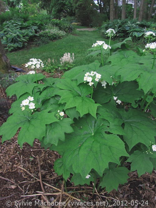 DIPHYLLEIA CYMOSA