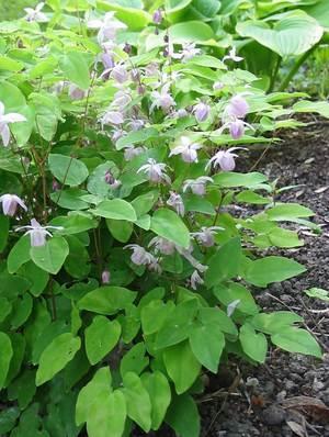 EPIMEDIUM X YOUNGIANUM Roseum
