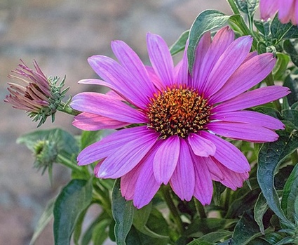 ECHINACEA PURPUREA 'Magnus Superior'