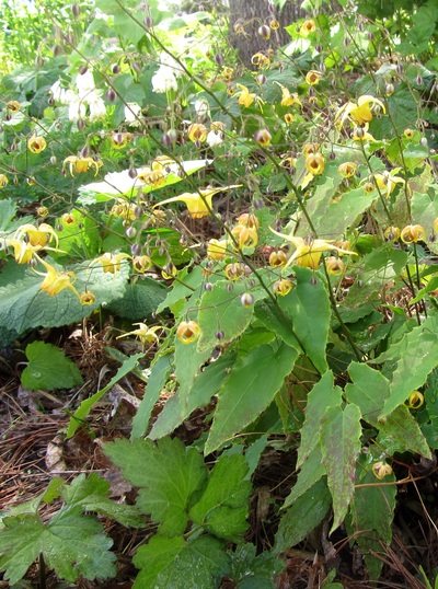EPIMEDIUM Amber Queen