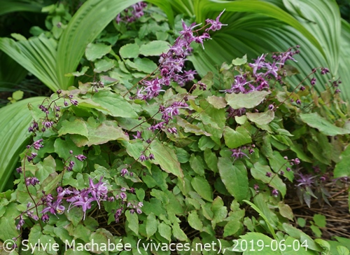 EPIMEDIUM GRANDIFLORUM 'Lilafee'