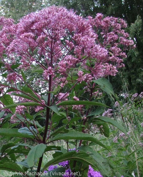 EUTROCHIUM MACULATUM 'Atropurpureum'