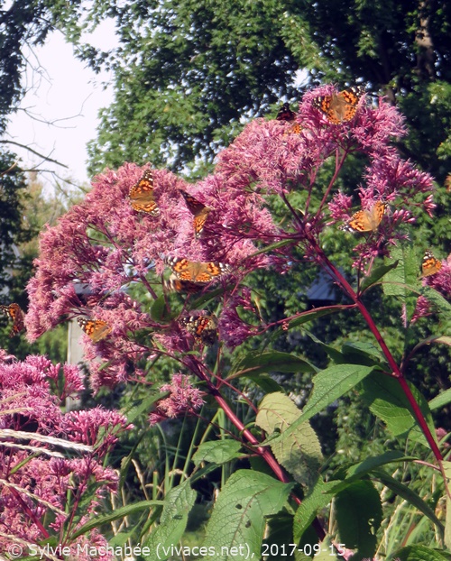EUTROCHIUM MACULATUM 'Atropurpureum'
