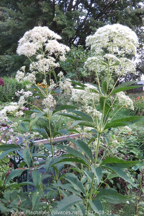 EUTROCHIUM FISTULOSUM f. albidum 'Ivory Tower' - Jardin Les VIVACES de l'Isle EUTROCHIUM FISTULOSUM f. albidum 'Ivory Tower'
