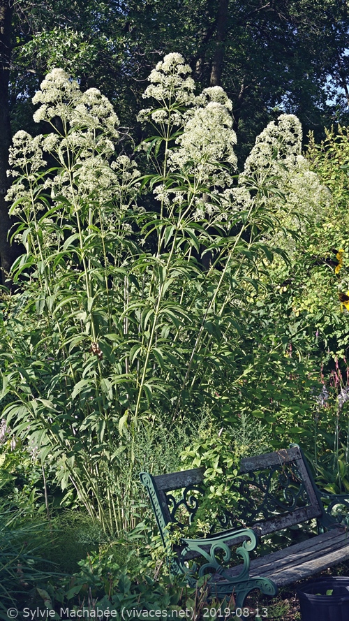EUTROCHIUM FISTULOSUM f. albidum 'Ivory Tower' - Jardin Les VIVACES de l'Isle EUTROCHIUM FISTULOSUM f. albidum 'Ivory Tower'